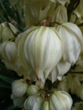 Fleur de yucca