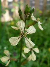 Roquette cultivée