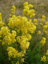 Aster lynosiris - sous réserve
