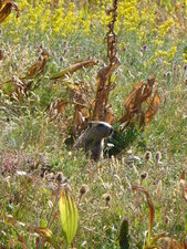 Marmotte