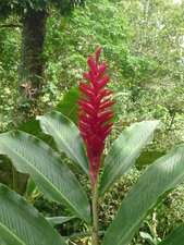Alpinia