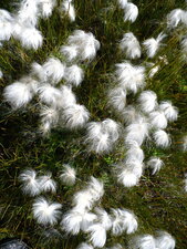 Linaigrette à feuilles étroites - sous réserve
