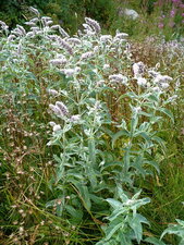 Menthe à longues feuilles