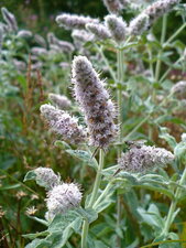 Menthe à longues feuilles