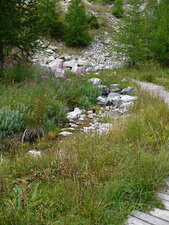 Source du Var (alt. 1790m.)