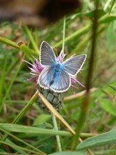 Azuré