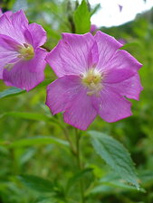 Fleur d
