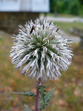 Echinops ritro