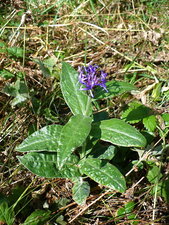 Centaurée des montagnes