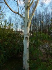 Populus alba (peuplier blanc)