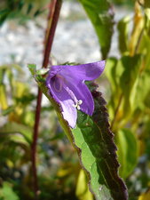 Campanule sp.