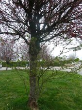 Prunus greffé sur merisier