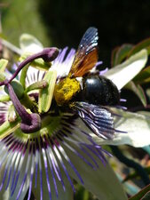 Abeille charpentière et passiflore