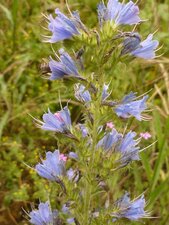 Fleurs de vipérine