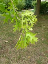 Quercus palustris ?