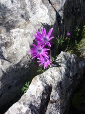 Fleur de corse