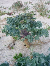 Crambe maritime
