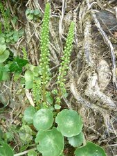 Fleur de nombril de Vénus
