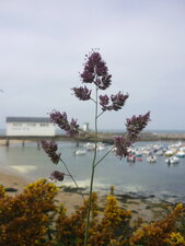 Dactyle