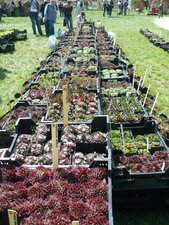 Collection de joubarbes