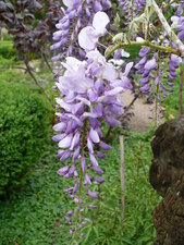 Glycine