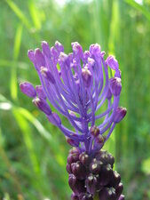 Muscari à toupet