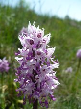 Orchis singe