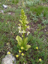 Platanthère des montagnes