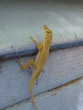 Lézard anolis