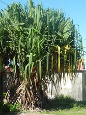Un pandanus