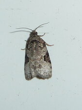 Noctuelle