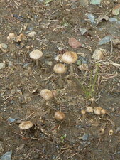 Champignons