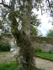 Houx panaché.