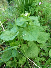 Alliaire officinale ou Alliaria petiolata.