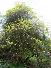 Actinidia.