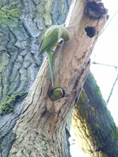 Perruche à collier - Psittacula krameri