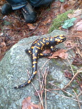 Salamandra corsica