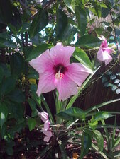 Hibiscus