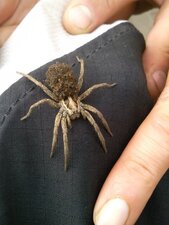 Une belle Araignée