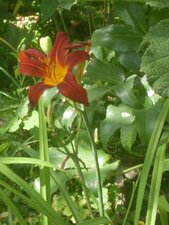 Hemerocallis "papoose"