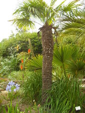 Trachycarpus fortunei