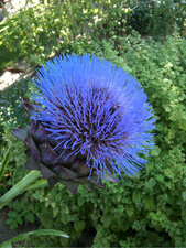 Artichaud en fleur
