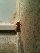 Papillon de nuit