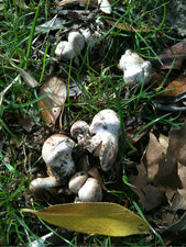Champignons de Paris-Brecy ?