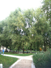 Saule