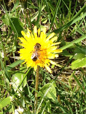 Abeille domestique sur pissenlit.