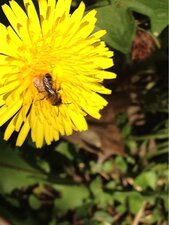 Abeille sauvage Megachile sur pissenlit