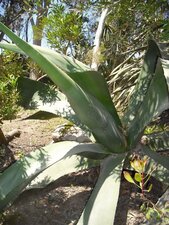 Agave salmiana 