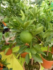 Arencio citrus sinensis