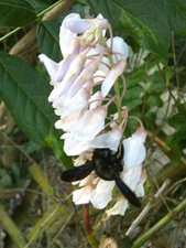 Bourdon noir